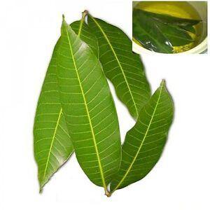 Mango Leaf Tea - Swaye Tea
